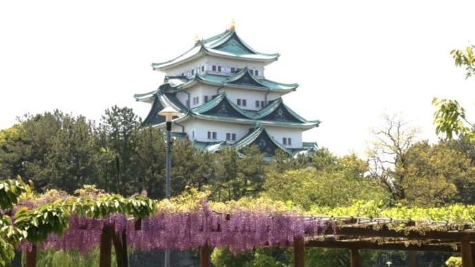 名城公園 お城と公園の藤