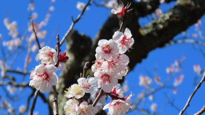 ●兼六園　　豊後梅　摩耶紅　ツバキカンザクラ（椿寒桜）