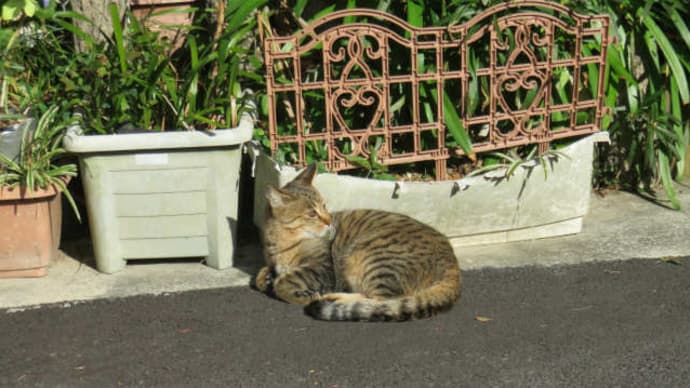 散歩で猫 #63