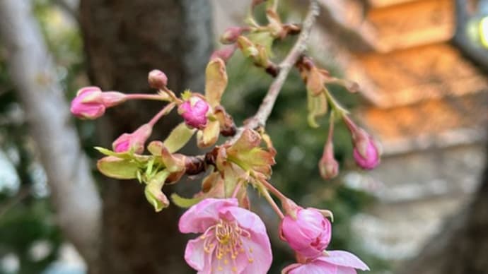 夕桜そして新しい季節に向かって、スプリングシーズンブレンドをコーヒープレスで味わうひととき(スターバックスコーヒー) 〜♪