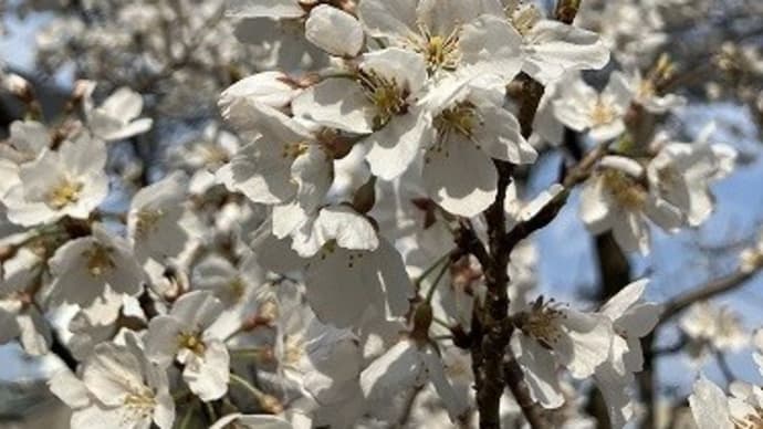おうちでお花見