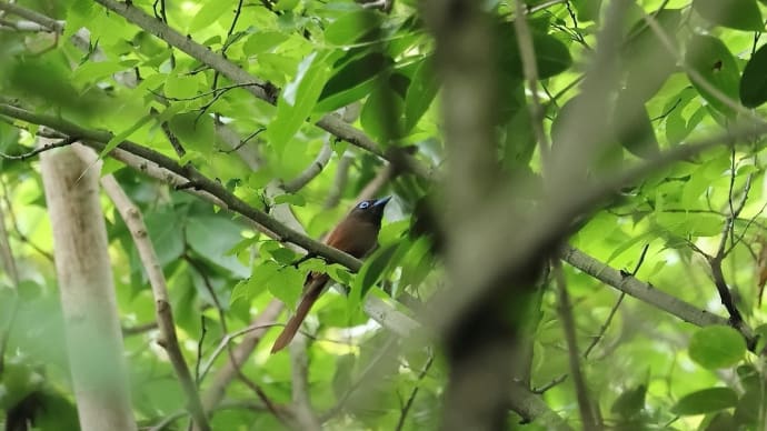 サンコウチョウ と カワセミ! 《 カワくんがお子ちゃまを連れてきたのだ 》