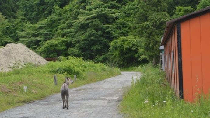 カモシカと遭遇