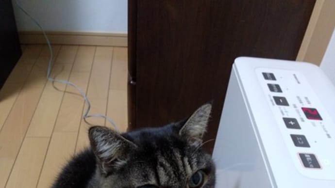 張り合いがない