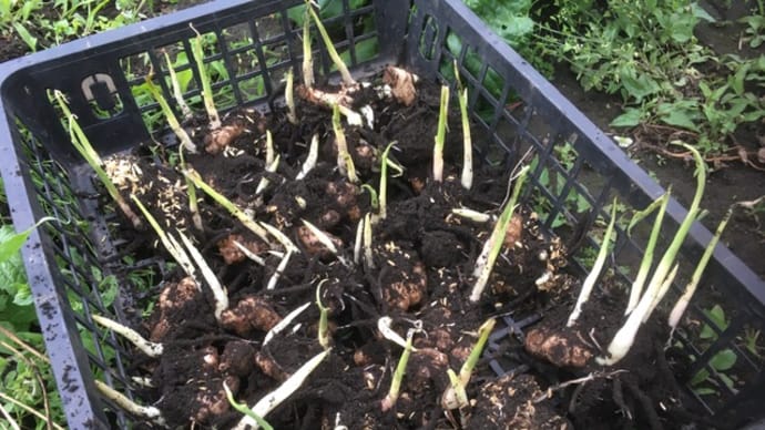 生姜を植え付けました!(半分)