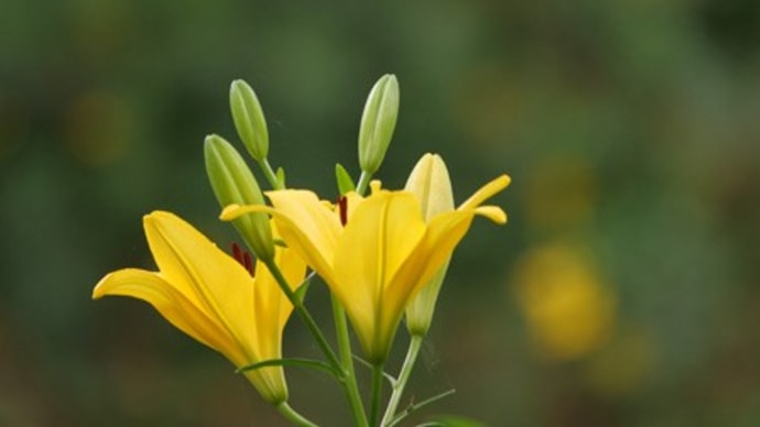 可睡ゆり園のゆりの花(続き)