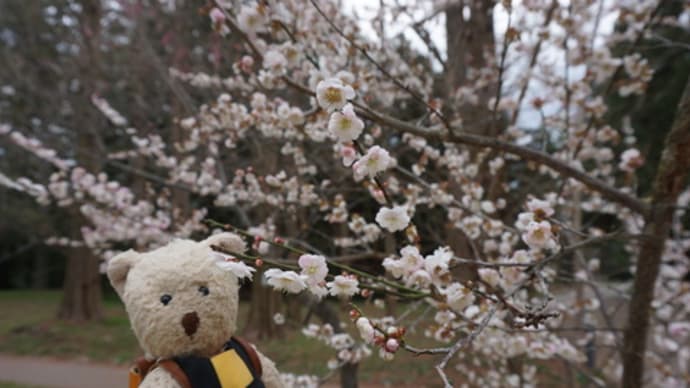 梅が香り、桜が咲き始めた「京都府立植物園」。華やかな春と可憐な春…いろいろな春がそこに