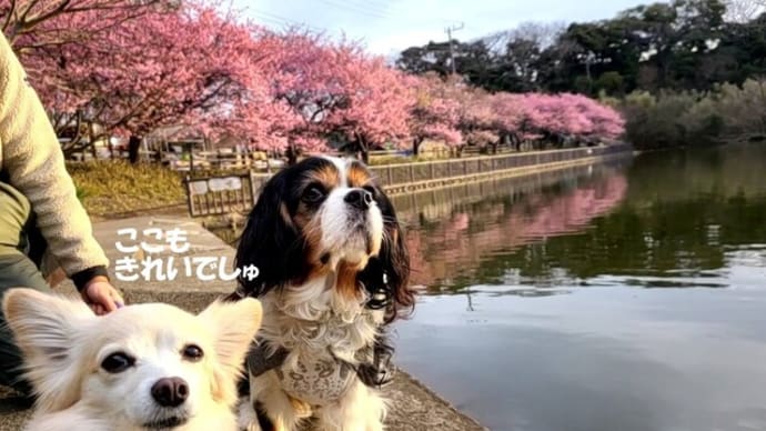 三浦海岸桜まつり🌸の続き