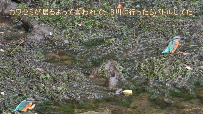 憂鬱の種