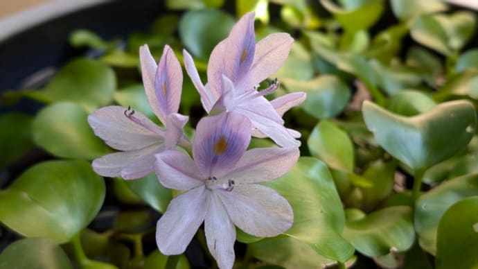 お盆参りとホテイアオイ開花