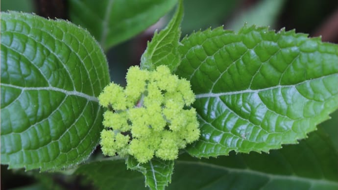 蕾がいっぱい！バク咲きの予感《オステオ＊山紫陽花＊ベルオブ》