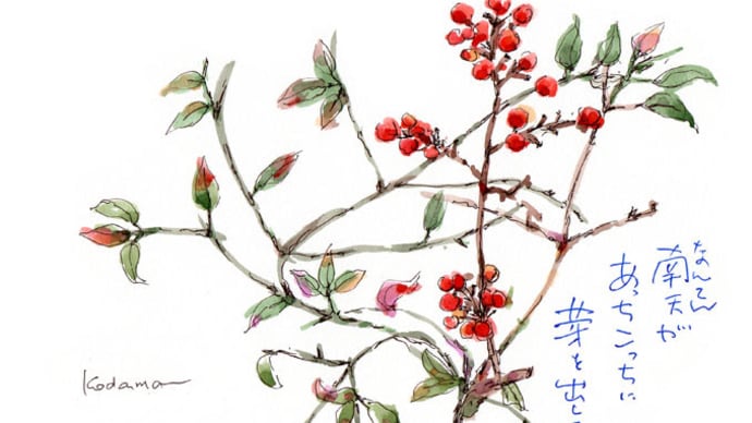 南天が　あっちこっちに　芽を出して