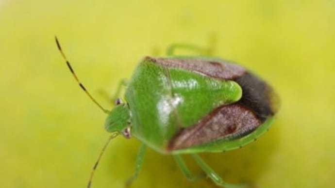 カメムシ大量発生の謎に迫る!あの匂いの秘密と駆除法とは!?