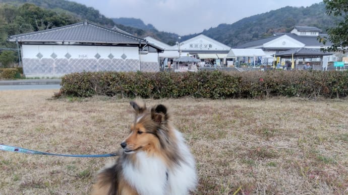 天草へ遊びに行ってきました①🐶