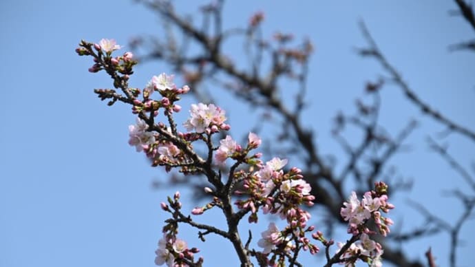 桜の開花宣言と、コブシの散歩道