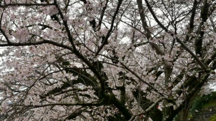 戸川ダム公園の桜