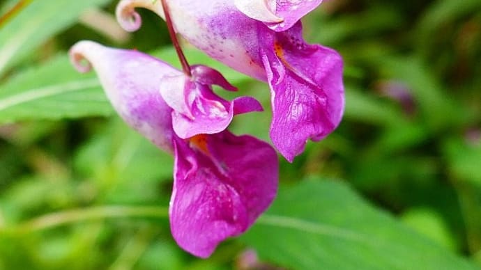 秋のフィールド花散歩