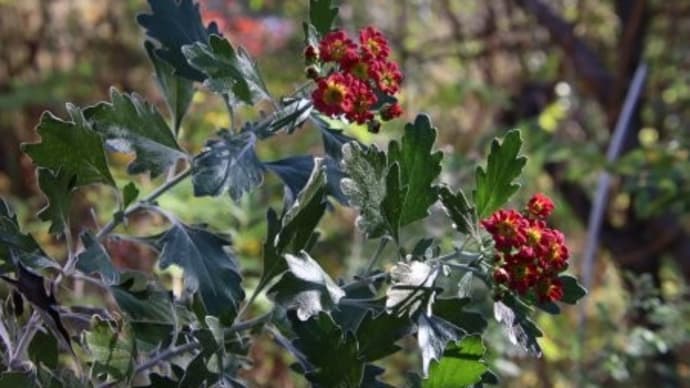 赤花イソギク、コハマギク(小浜菊)