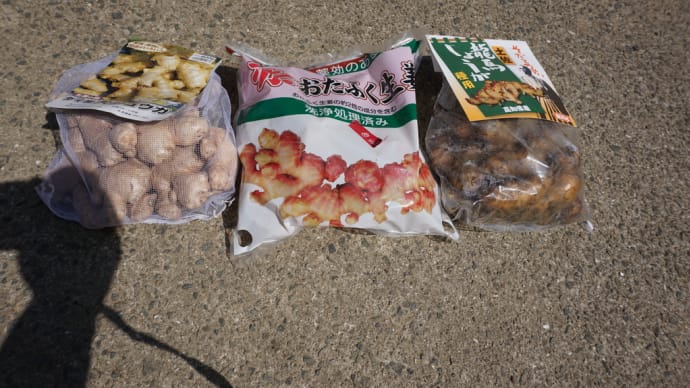 ショウガ 種芋を増やしました~