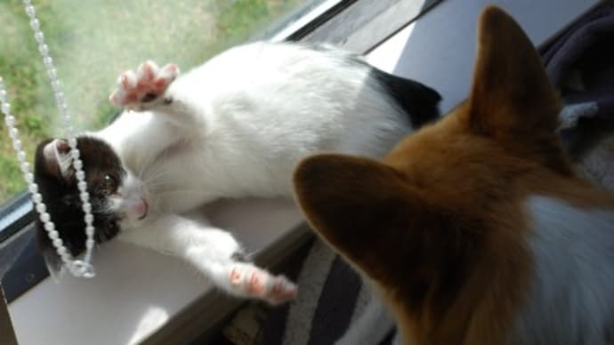 注意すべき事柄が増えていく(ノД`)・゜・。