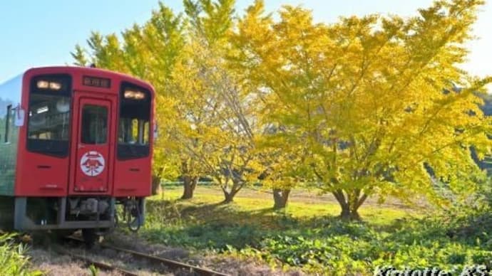 色付いたイチョウ、其の二