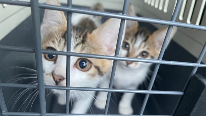 教えて!黒猫せんせい【バイトの先輩がいつもイライラしていてビクビクしてしまいます。どうしたらいいでしょうか?】