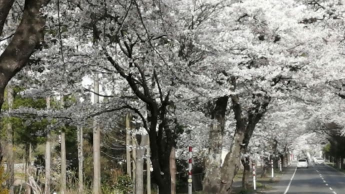 桜と思い出を追いかけて