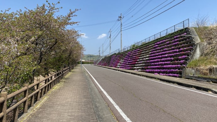 市場公園のシバザクラ