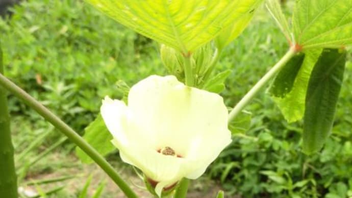 長オクラの花と収穫
