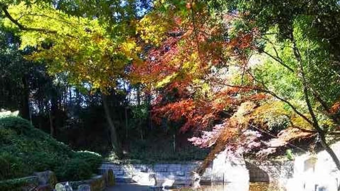 強風の週末、サイクリングコースを降りたら、紅葉が綺麗だった。