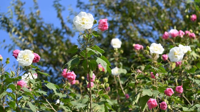 スイフヨウ(酔芙蓉)