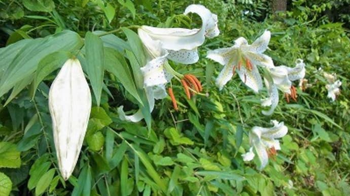 菅谷館跡のヤマユリなど
