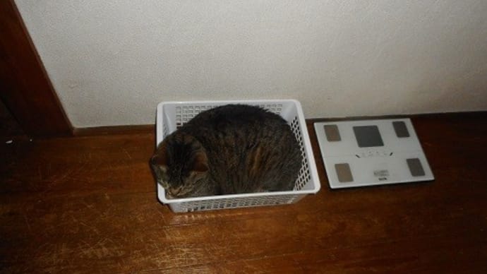 そしてニンゲンは考えたのだ