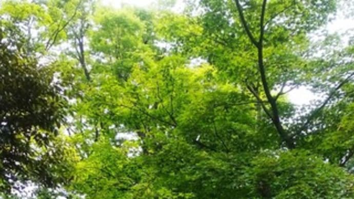 向島百花園。花が咲きそろう季節。