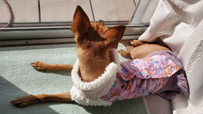 ステラと私だけになった。