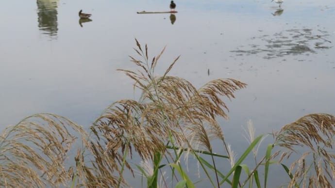 のんびりお散歩、池の畔が徐々に秋色に・・・