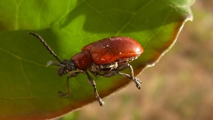 アカクビナガハムシ  Lilioceris subpolita ：ここで会えたか！3年目！