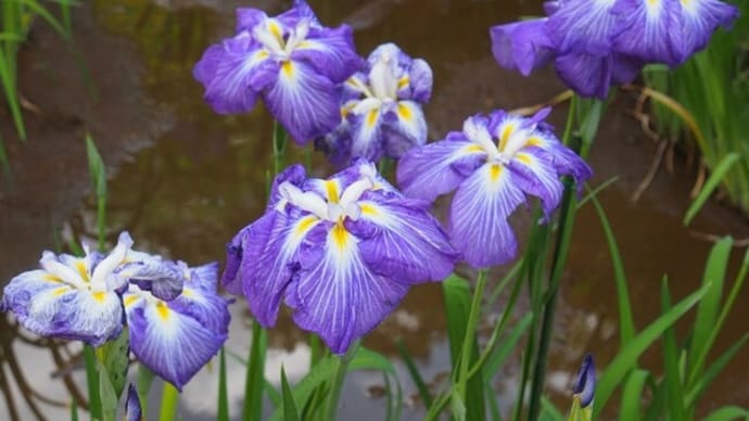 明治神宮御苑の菖蒲田