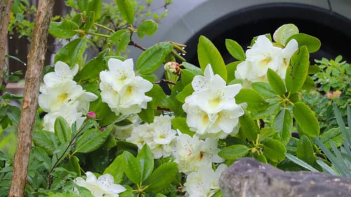 スパニッシュビューティー、オルソラスピノーラ、ダッチアイリスの開花