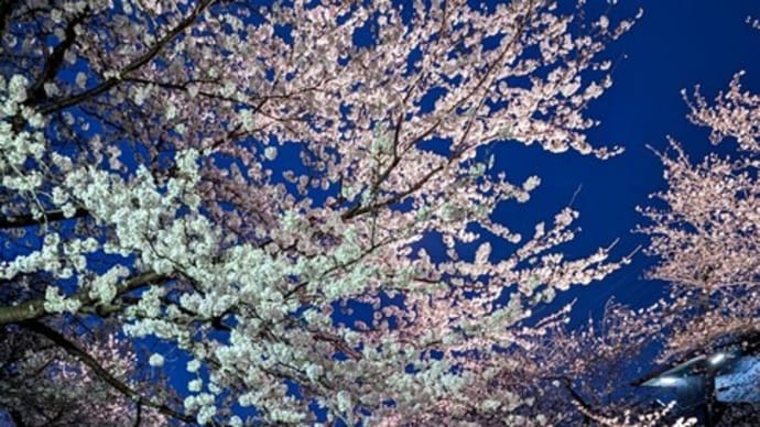 桜の季節③五条川桜並木のライトアップ