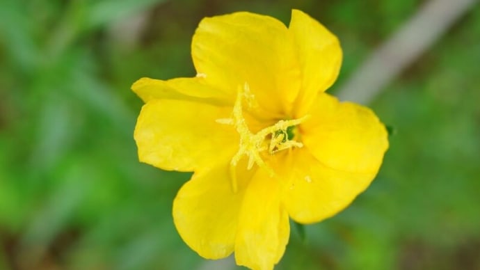 マツヨイグサ、ハナショウブ、ホタルブクロ(板橋区立赤塚植物園 2024.5.19撮影)