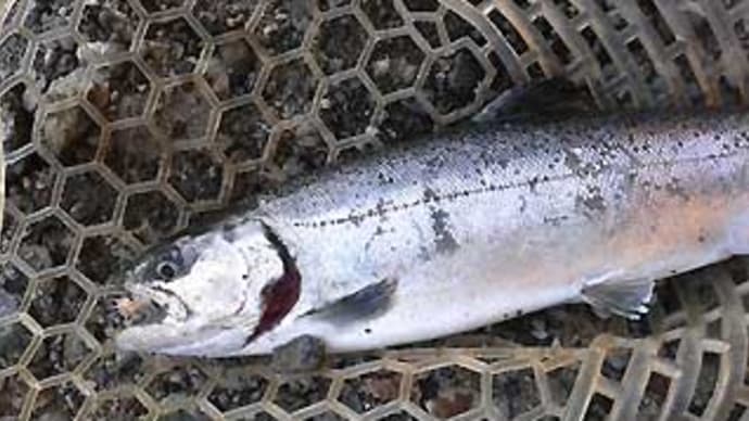 O様の管理釣り場釣行(リヴァスポット早戸)。