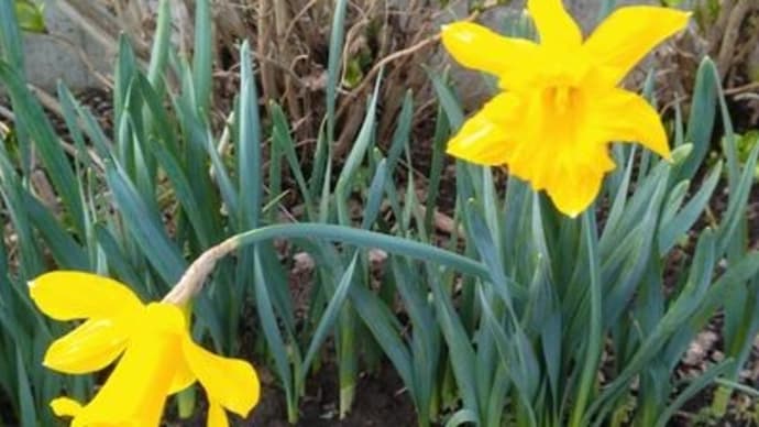 庭の花達よく観察すると・・・・・・