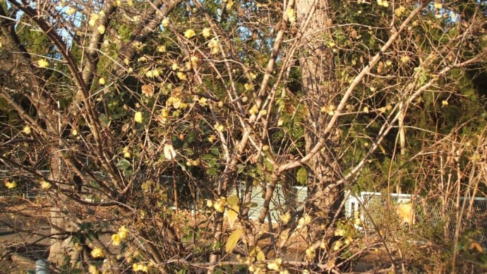 ロウバイ、白梅、冬桜