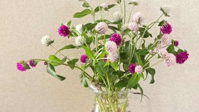 千日紅の切り戻しと初収穫のゴーヤ