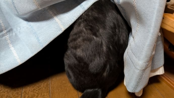 何見てる? (^・ェ・^)