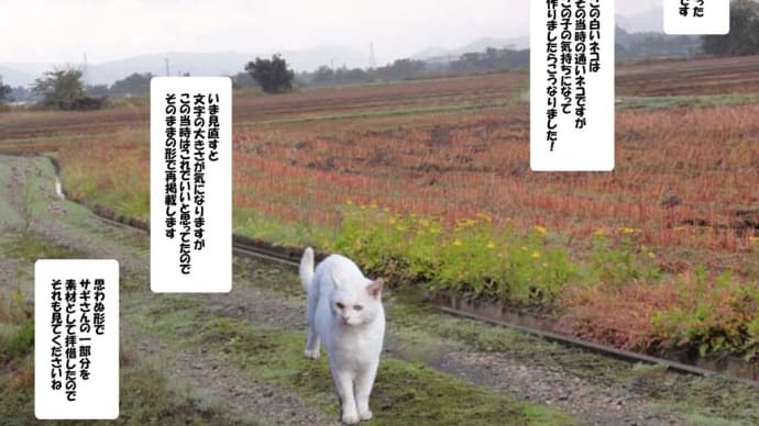 素材としてこんな使い方も。。。