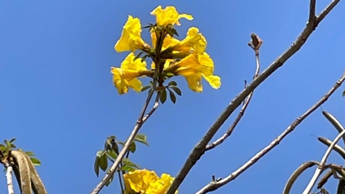 黄色、白色、ピンク様々/沖永良部島の花