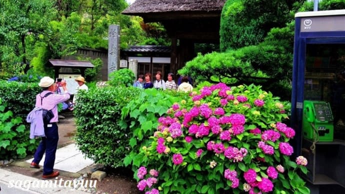 かつては鎌倉有数の大寺院の「霊鷲山極楽寺」のアジサイ！！