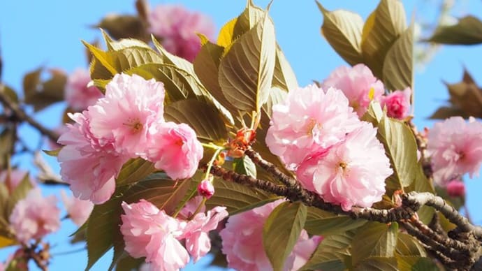 三ッ池公園の桜2023⑥